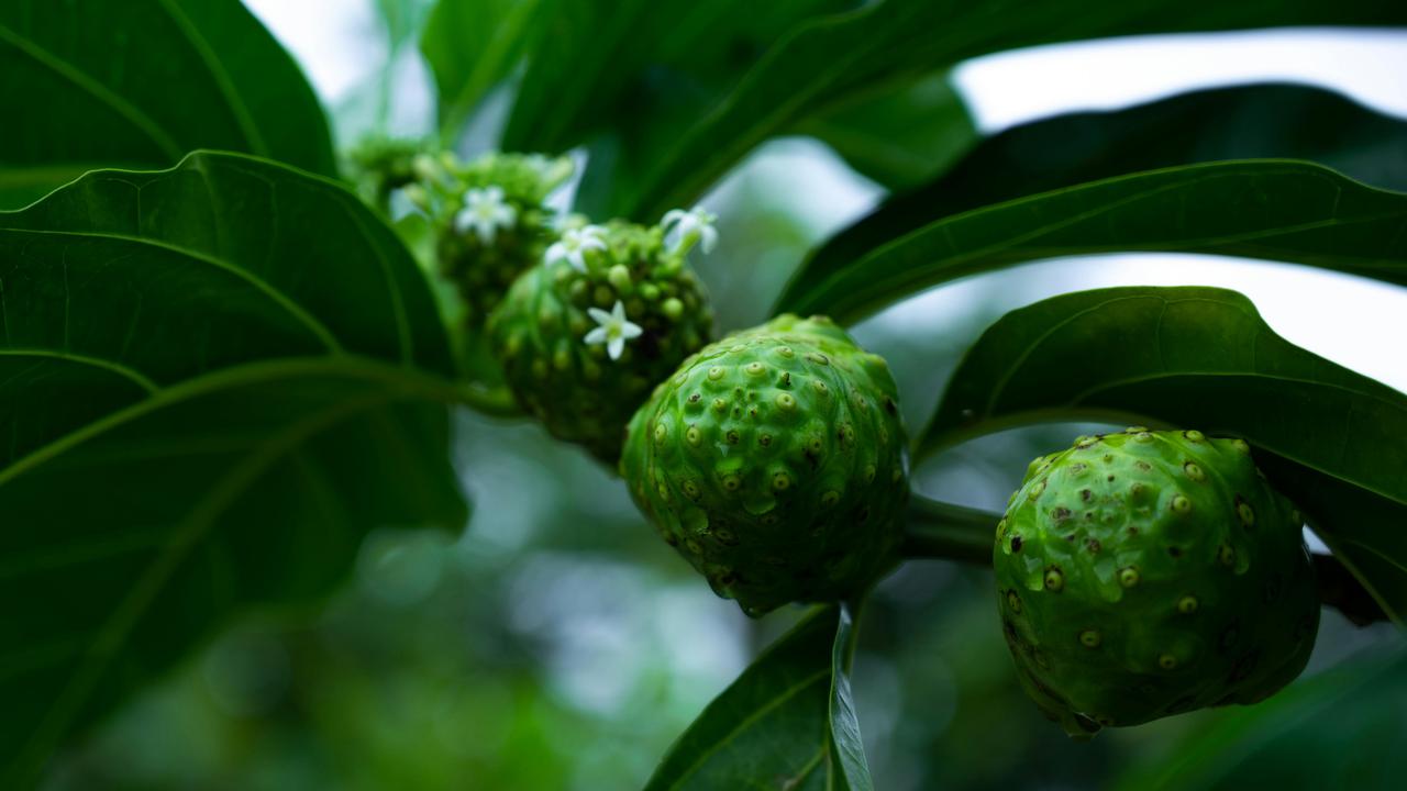 Menggali Khasiat Buah Mengkudu, Solusi Alami untuk Kesehatan yang Tak Boleh Terabaikan