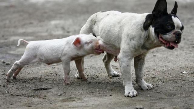 6 Potret Hewan Salah Induk saat Minta Susu Ini Nyeleneh