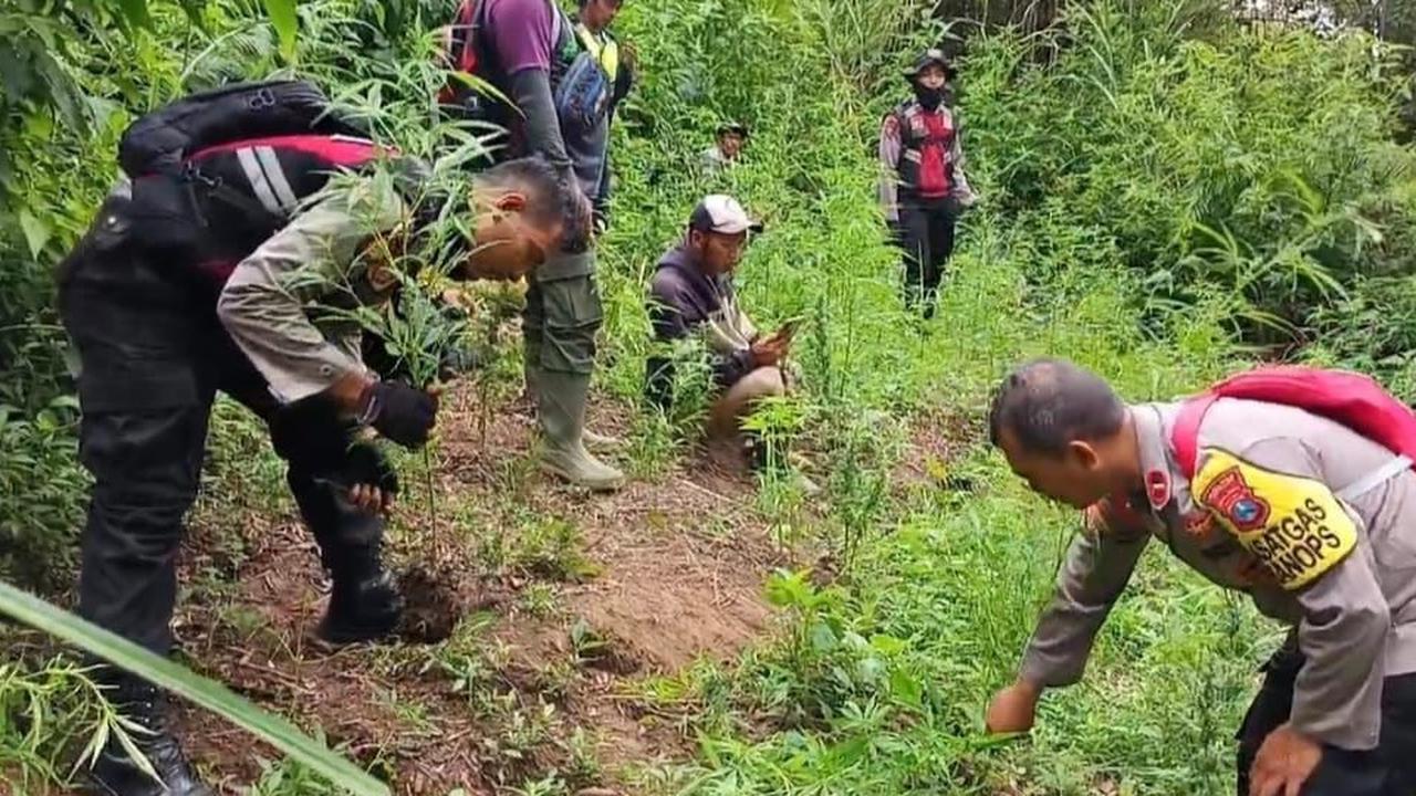 Polisi Temukan 4.338 Tanaman Ganja di Lereng Semeru