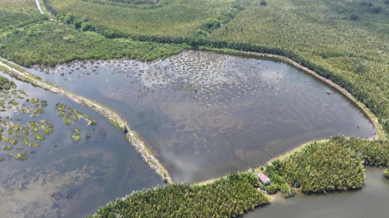 Kurangi Risiko Banjir, Pesisir PIK Ditanami 1.000 Mangrove