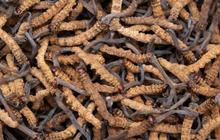 Harga Jamur Ini Lebih Mahal dari Emas, Tembus Rp2,3 Miliar Per Kilogram, Begini Khasiatnya