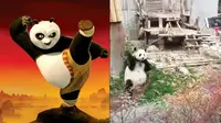 Aksi Panda Seperti dalam Film Kungfu Panda Ini Benar-benar Ada, Amazing