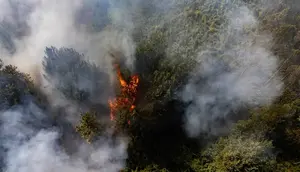 8 Wilayah di Lampung Rawan Kebakaran Hutan