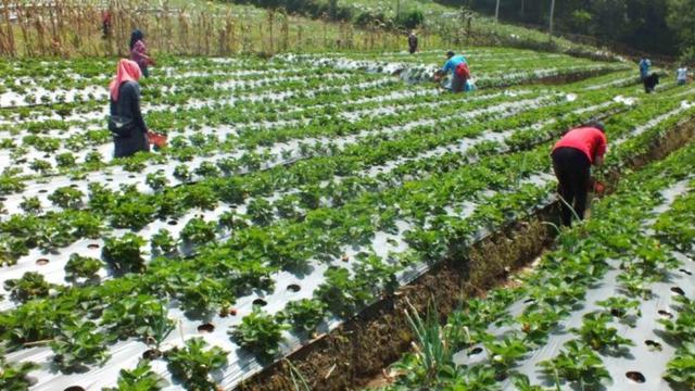 Di perkebunan stroberi, turis bisa memetik sepuas hati. (Foto: Liputan6.com/Dinkominfo Purbalingga/Muhamad Ridlo)
