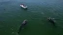 Pemandangan udara hiu paus (Rhincodon Typu) berenang di dekat perahu berisi pengunjung di Laut Cortez di Bahia de los Angeles, negara bagian Baja California, Meksiko pada 17 Juli 2021. Musim penampakan hiu paus di Bahia de los Angeles berlangsung dari Juli hingga November. (Guillermo Arias/AFP)