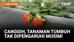 Di sebuah desa di Kota Kuqa, Xinjiang, China, pabrik tanaman digital canggih mengubah cara bertani! Aili Krym, seorang mantan petani tradisional, kini menjadi manajer stroberi di fasilitas otomatis ini. Ia dan 25 petani lainnya kini menguasai teknolo...