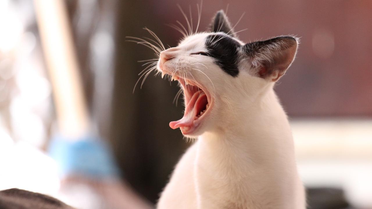 Bahaya Kucing bagi Wanita, Bisa Jadi Banyak Sumber Penyakit