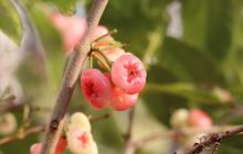 9 Kesalahan Perawatan Jambu Air yang Membuat Pohon Hanya Tumbuh Daun
