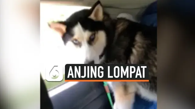 vertical anjing