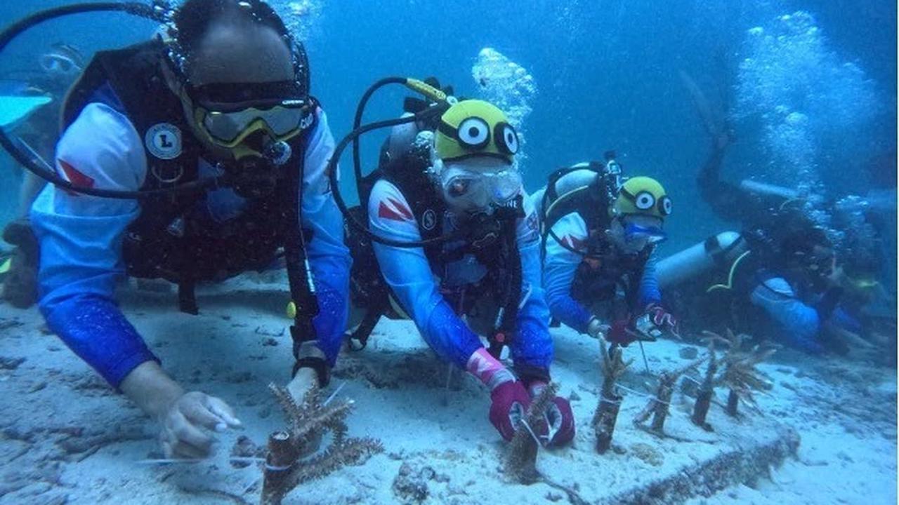 Pulihkan Ekosistem Wisata Laut di Aceh, Pekerja BRI Lakukan Transplantasi Terumbu Karang di Perairan Kepulauan Sabang