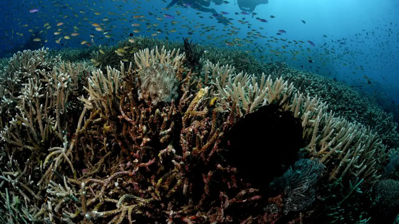 5 Surga Bawah Laut di Indonesia yang Jadi Spot Diving Paling Seru