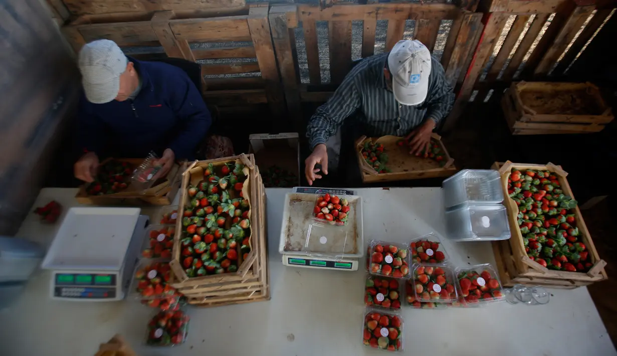 Para petani menyortir stroberi yang baru saja dipanen di sebuah kebun, Beit Lahyia, Jalur Gaza, Selasa (3/12/2019). Stroberi dari Gaza akan mendapat sertifikasi dari kementerian sebelum bisa diseberangkan ke Eropa. (AP Photo/Hatem Moussa)