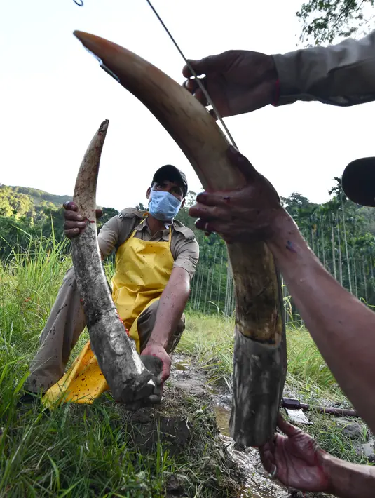 Petugas kehutanan India mencuci gading usai dipotong dari seekor gajah liar yang telah mati di desa Panbari, India (2/11). Jika gading tidak diambil, dikhawatirkan ada pihak yang mengambil untuk dijual secara ilegal. (AFP Photo/Biju Boro)