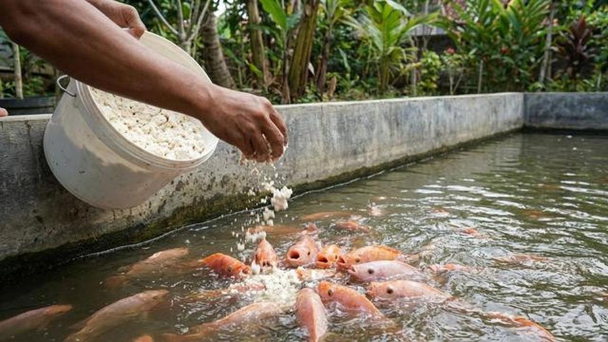 8 Cara Mengatasi Air Kolam Ikan Bau Amis dan Kotor