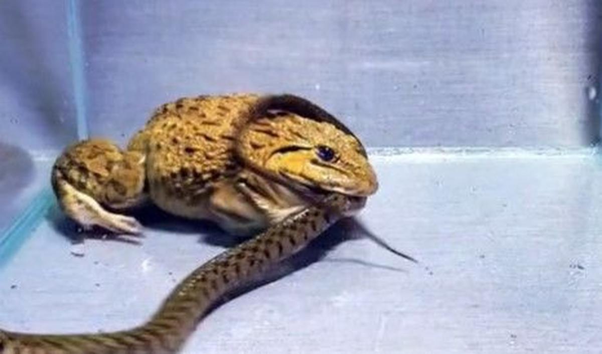 Setelah katak dan ular disatukan, pertarungan kedua tak bisa dihindari. Ular itu terus bergerak-gerak membuat katak banteng tersebut spontan menggigit ekor ular.