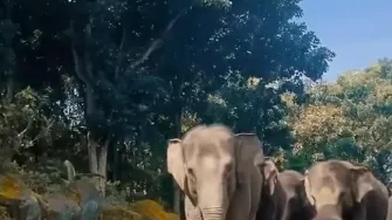 7. Taman Safari Prigen