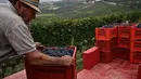 Seorang petani merapikan keranjang berisi anggur Nebbiolo selama panen di Laghe Country side dekat Turin, Italia (14/9/2019). Barolo adalah anggur Denominazione di Origine Controllata e Garantita (DOCG) merah yang diproduksi di wilayah Italia. (AFP Photo/Marco Bertorello)
