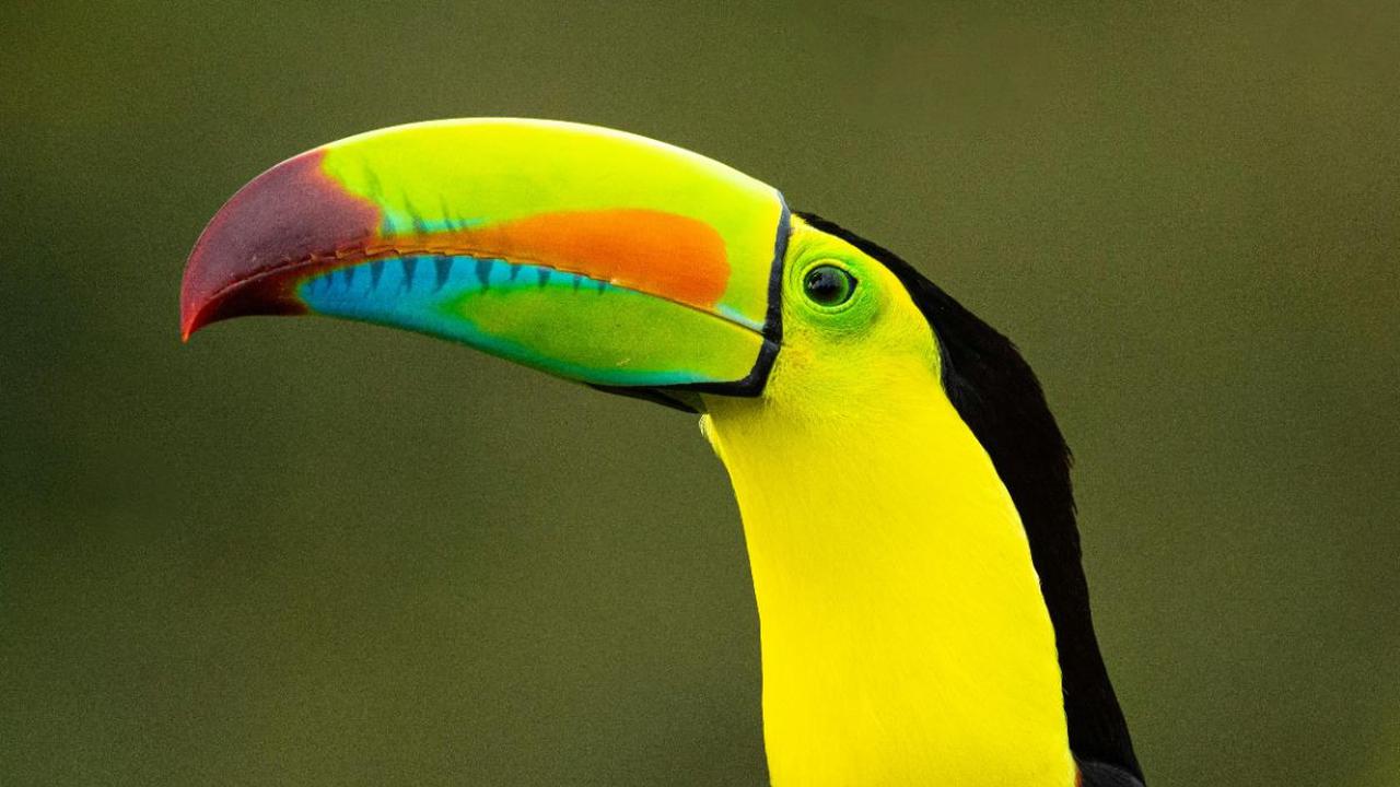 <br>Keel-Billed Toucan (Ramphastos sulfuratus)<br>