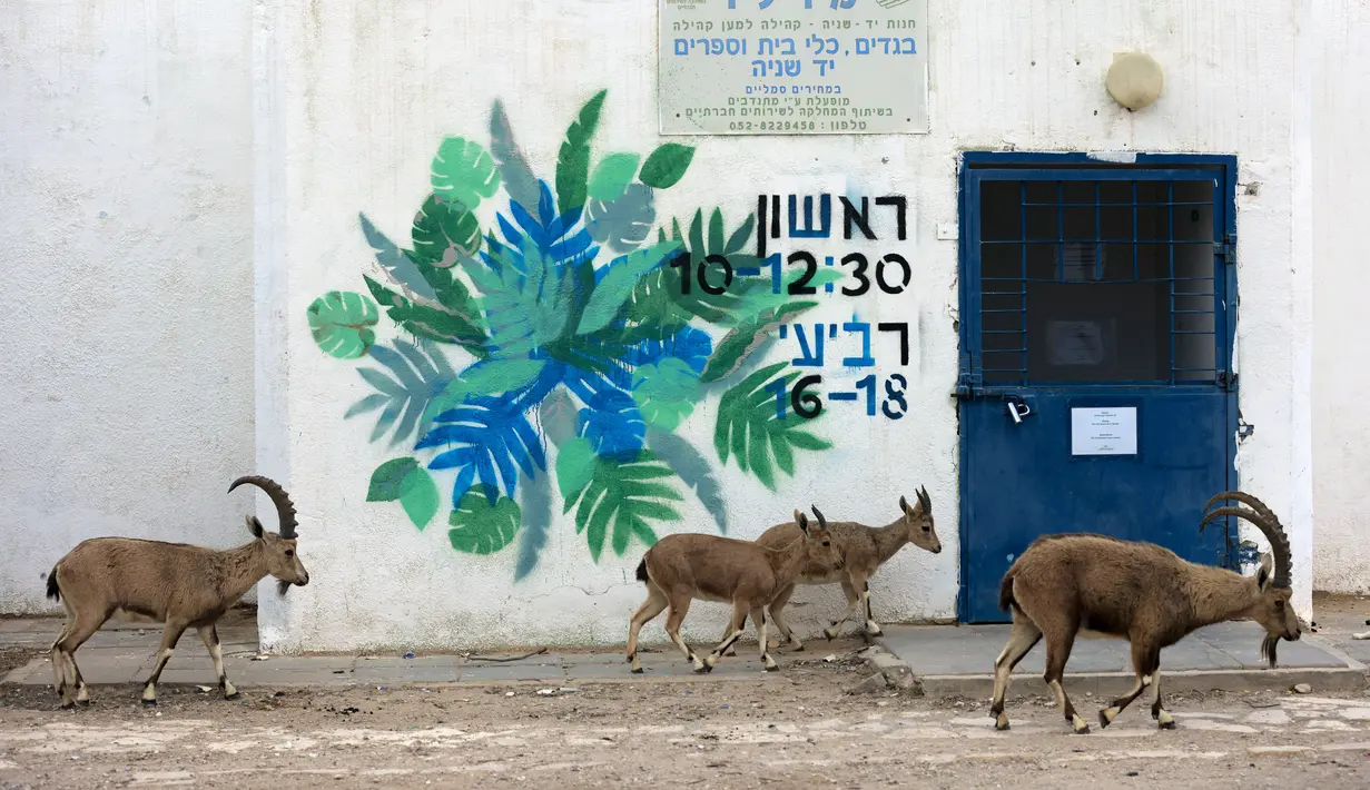 Nubian ibexes, sejenis kambing gurun, berkeliaran di jalanan selama ockdown di Kota Mitzpe Ramon, Israel (4/2/2021). Israel lagi-lagi menerapkan lockdown ketika lonjakan kasus baru virus corona Covid-19 kembali terjadi. (AFP/ Menahem Kahana)