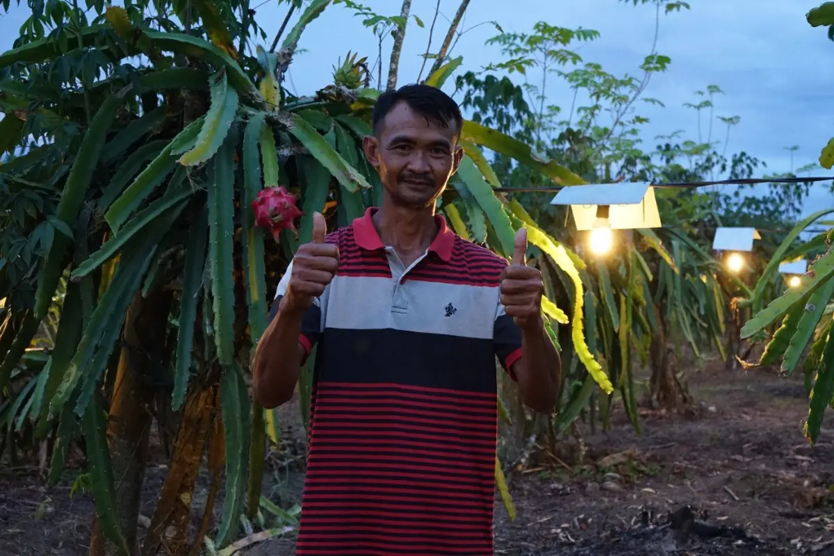 Petani buah naga di Ambon, Sugiyono, menjadi salah satu yang memanfaatkan listrik PLN