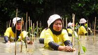 Bantu Hindari Ancaman Abrasi dan Banjir Rob, 1.000 Mangrove Ditanam di Pantai Bahagia