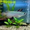 10 Ikan Peliharaan Bernilai Jual Tinggi yang Tidak Perlu Kolam Besar untuk Dipelihara di Rumah