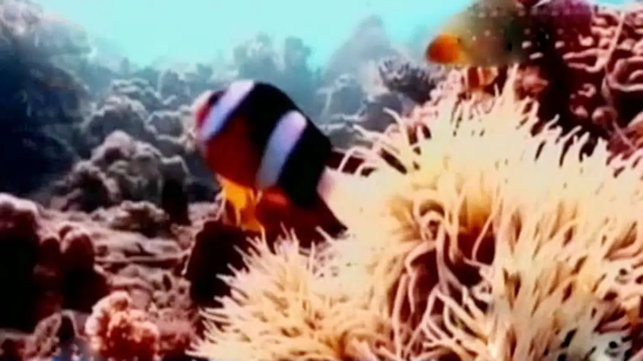 Wisata ke Manado, Nikmati Indahnya Pesona Bawah Laut
