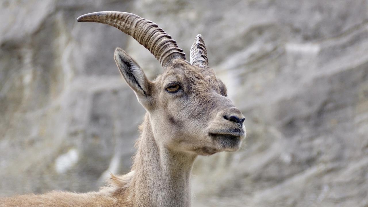Kandang Kambing Minimalis, Solusi Modern untuk Peternakan Efisien