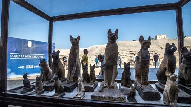 Mumi hewan seperti anak singa, kucing, burung, hingga beberapa buaya ditemukan di Mesir. (AFP/Khaled Desouki)