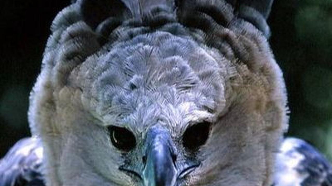 10 Burung Terkuat di Bumi, Ada yang Mampu Terbang dan Angkat Beban 18 Kg!