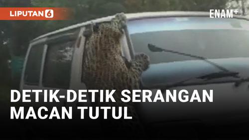 VIDEO: Heboh! Macan Tutul Serang 13 Orang dan Sebuah Mobil