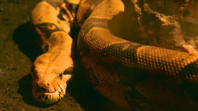 Boa Pembelit (Boa constrictor) (Wikimedia Commons)