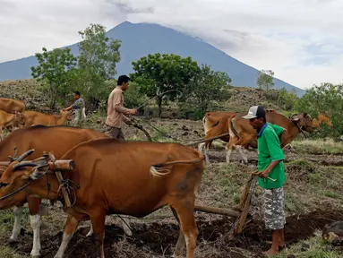 Warga membajak sawah menggunakan tenaga sapi dengan latar belakang Gunung Agung di Karangasem, Bali, Rabu (29/11). Meskipun Gunung Agung terus menunjukkan peningkatan aktivitas vulkanik, sebagian warga memilih tetap beraktivitas. (AP/Firdia Lisnawati)