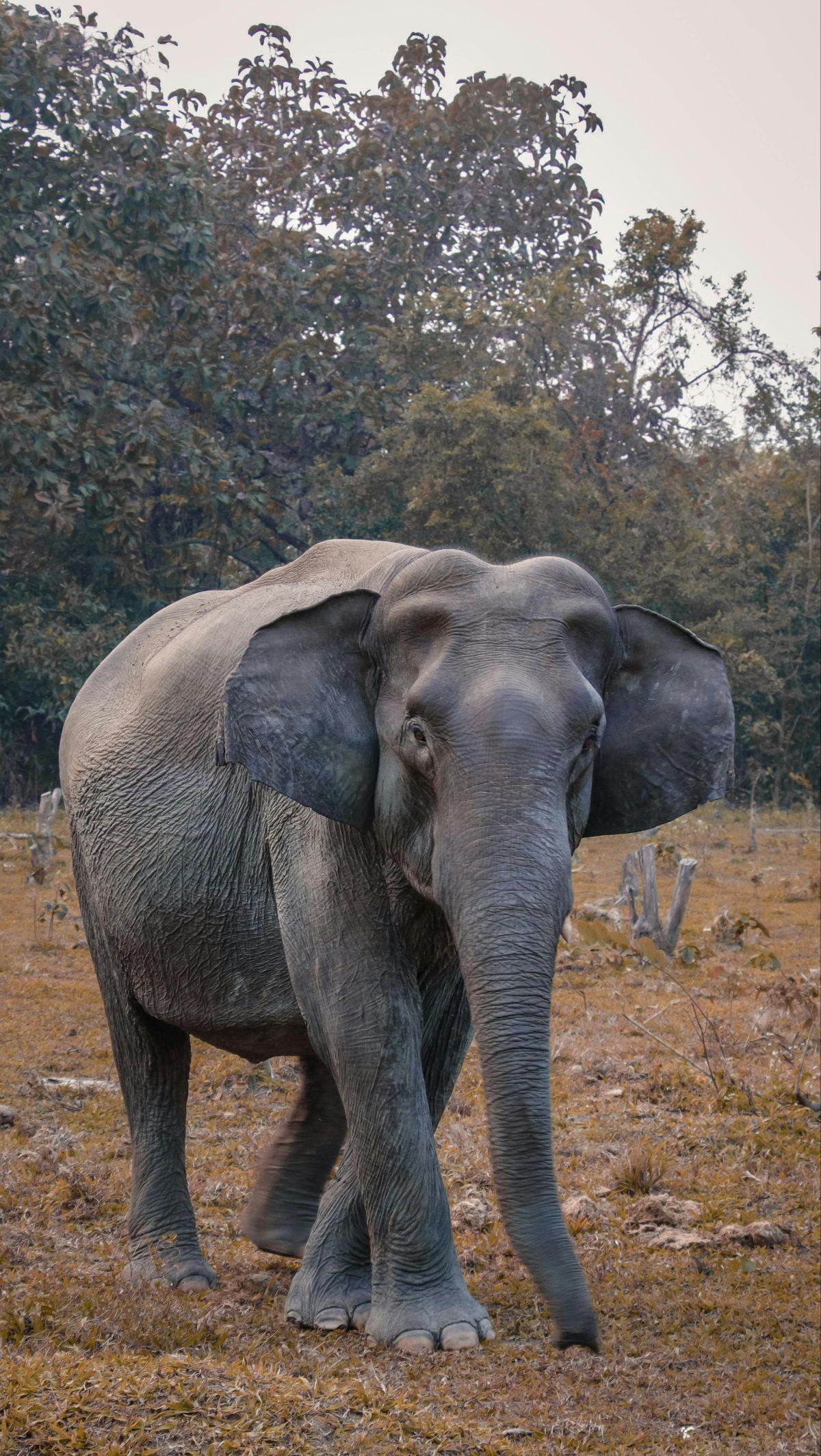 <b>Gajah</b>