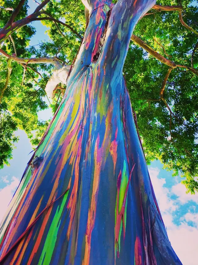 Rainbow Eucalyptus Tree