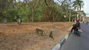 Pengendara motor sedang melihat aktivitas monyet di kawasan Pantai Indah Kapuk (PIK), Jakarta, Selasa (17/9/2019). Kawanan monyet yang berasal dari Suaka Margasatwa Muara Angke tersebut keluar dari habitatnya ke jalan untuk mencari makanan. (Liputan6.com/Herman Zakharia)