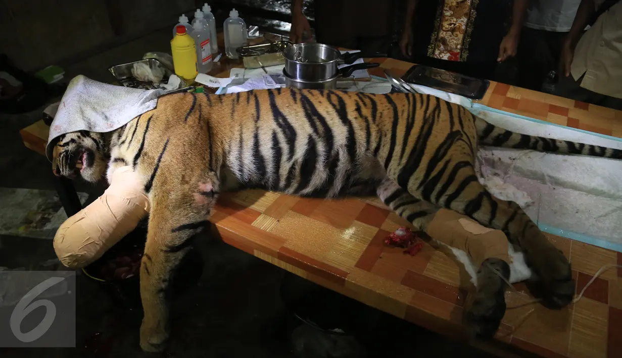 Harimau Sumatera usai menjalani operasi di Taman Nasional Batang Gadis, Sumut, Senin (30/11/2015). Harimau tersebut harus menjalani operasi karena kakinya terluka dan membusuk akibat terkena perangkap Rusa. (Foto: Ori Kakigunung)