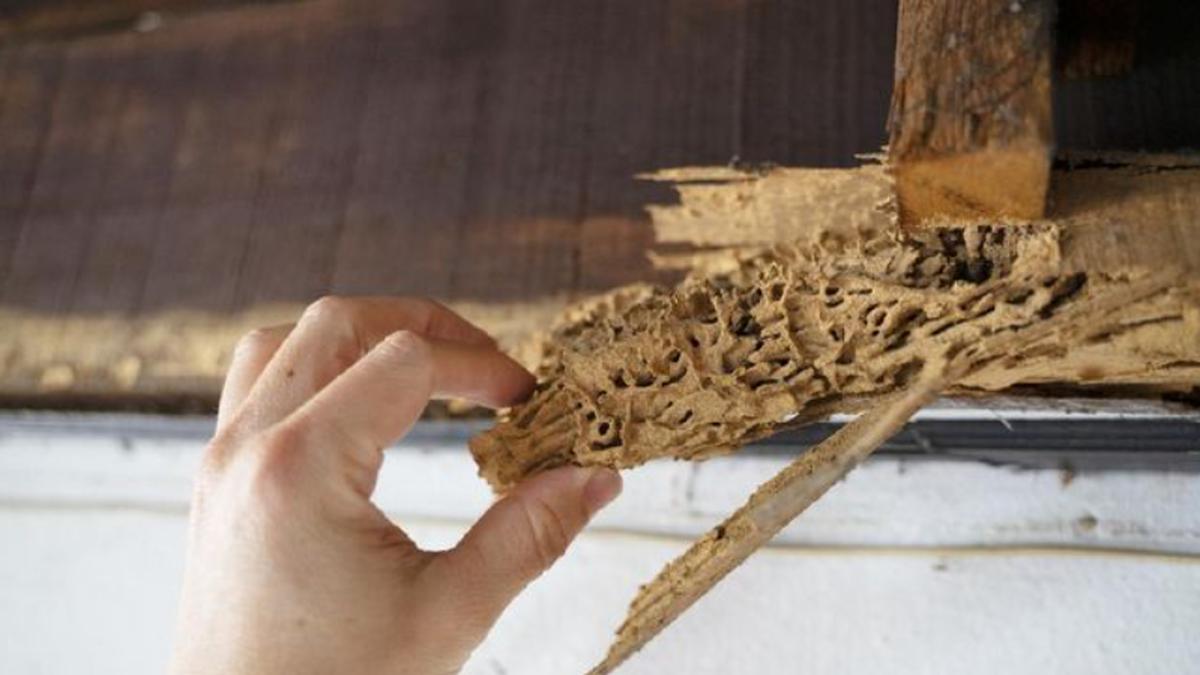 7 Tanda-Tanda Ada Koloni Rayap di Belakang Furnitur Kayu yang Menempel ke Dinding
