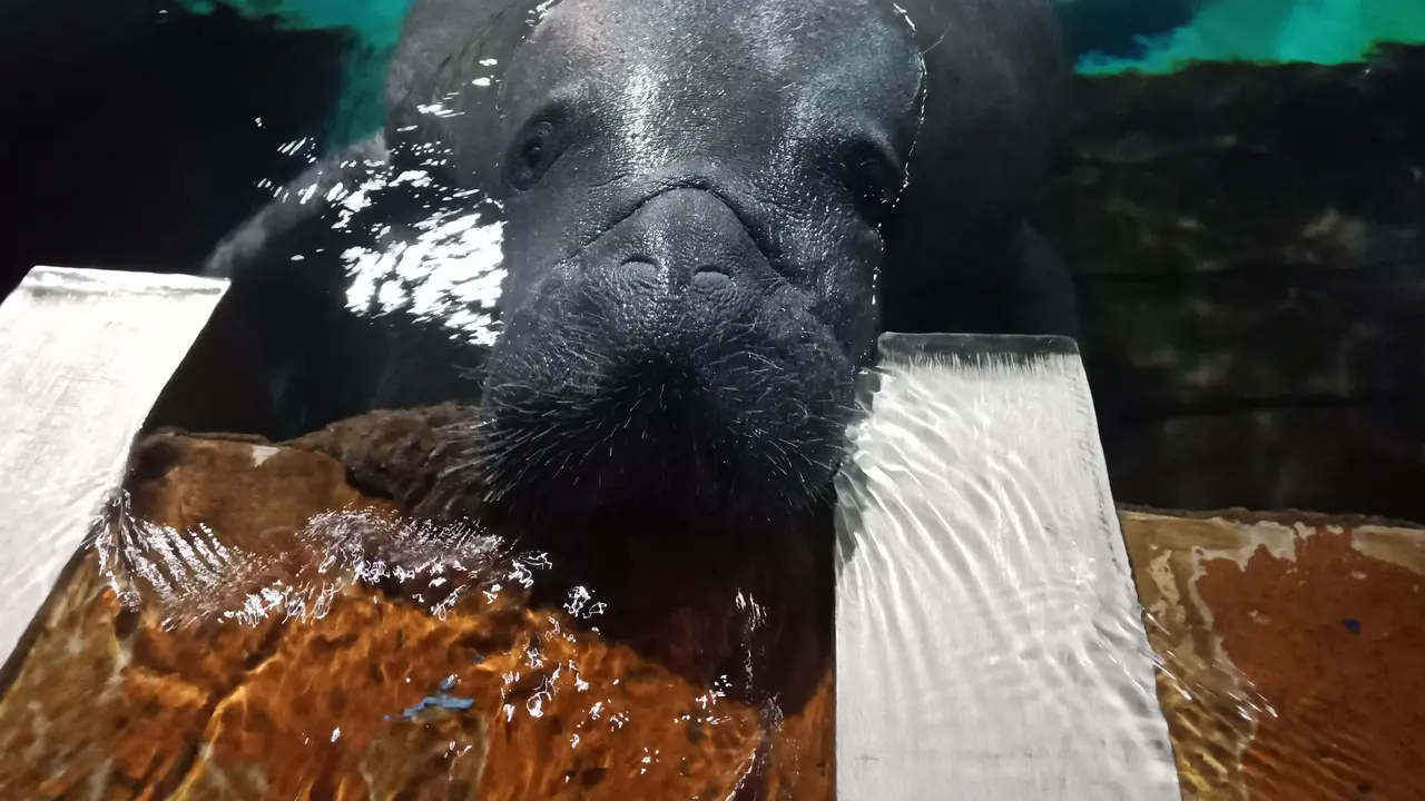 Ilustrasi manatee