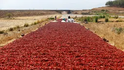 Para Petani saat menjemur cabai sebelum dijual ke pabrik di jalan raya di Provinsi Kilis, Turki (29/8). Jalan raya di Provinsi Kilis berubah menjadi merah akibat penuh dengan cabai yang dijemur oleh petani. (REUTERS/Umit Bektas)