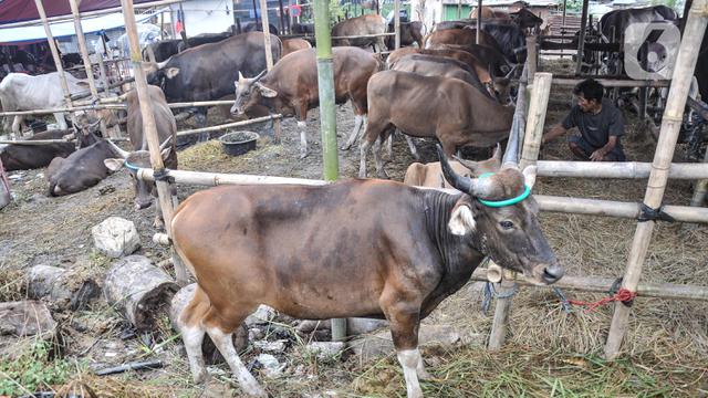 Pedagang Mulai Karantina Hewan Kurban Dampak Virus PMK