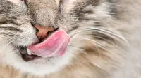 Bahaya Dehidrasi dan Sengatan Matahari, Bikin Hidung Kucing Jadi Kering Bermasalah