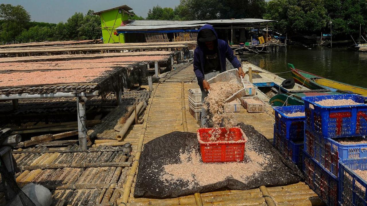 Rebon Kamal sudah dikenal hingga ke sejumlah daerah di Indonesia.

Medan, Kalimantan dan Sulawesi menjadi daerah yang banyak permintaan pengiriman jenis udang tersebut.