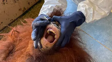 Foto yang dirilis pada 12 September 2021 menunjukkan seorang dokter hewan mengenakan APD saat mengambil sampel swab dari orang utan di Pusat Rehabilitasi Orang Utan Sepilok di Malaysia. Tes tersebut untuk mendeteksi potensi infeksi Covid-19 pada hewan. (HO/MALAYSIA'S SABAH WILDLIFE DEPARTMENT/AFP)