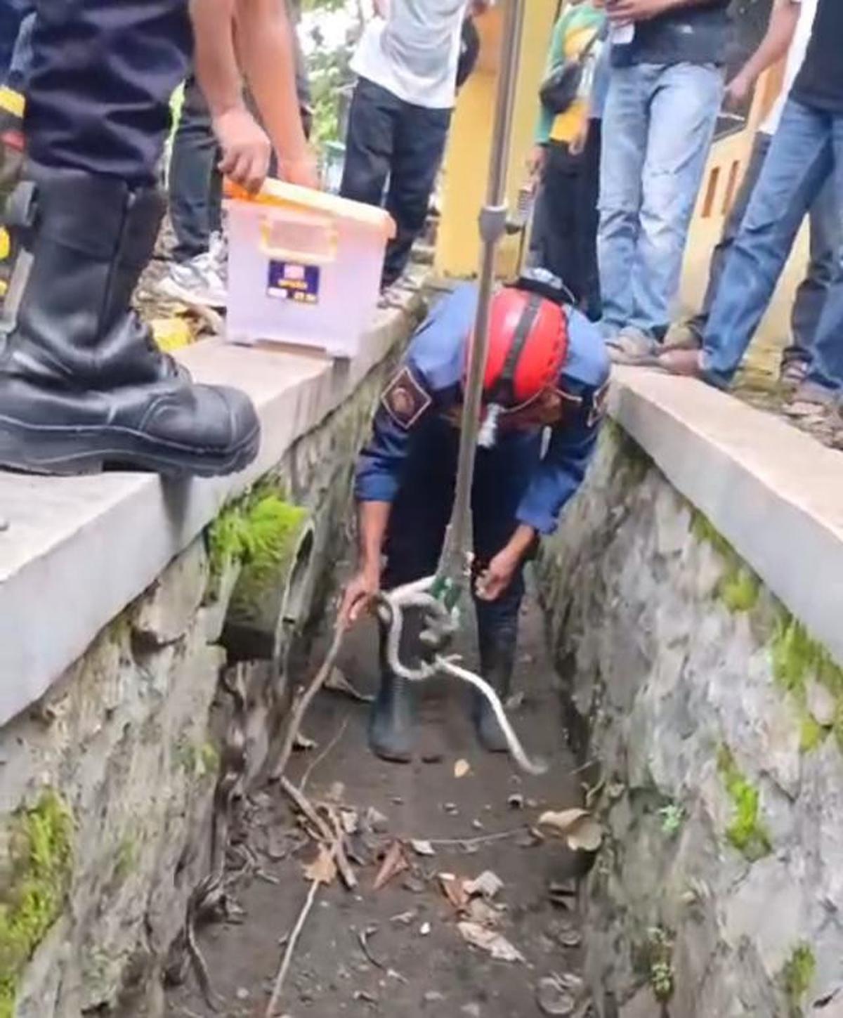 Ular sanca gegerkan warga Sukabumi.