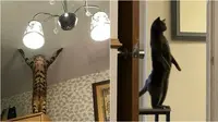 Aksi kucing berdiri dengan dua kaki yang bikin melongo. (Sumber: reddit/ace_indra/Em_Cat2)