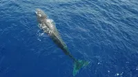 Foto dari udara memperlihatkan seekor paus sperma di Laut China Selatan pada 24 Juli 2020. Akademi Ilmu Pengetahuan China pada 28 Juli 2020 mengatakan tim peneliti China menemukan 11 spesies paus di Laut China Selatan selama ekspedisi ilmiah laut dalam. (Xinhua/Zhang Liyun)