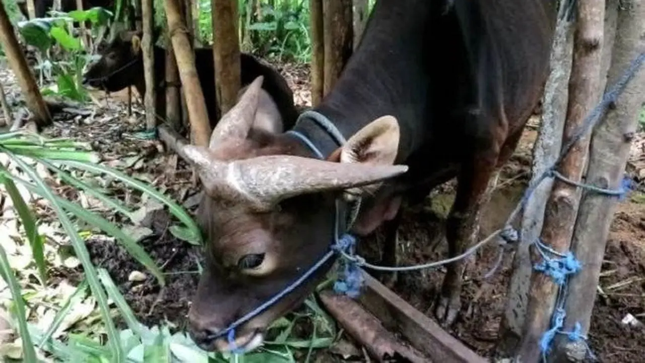 Sapi Bertanduk Tiga