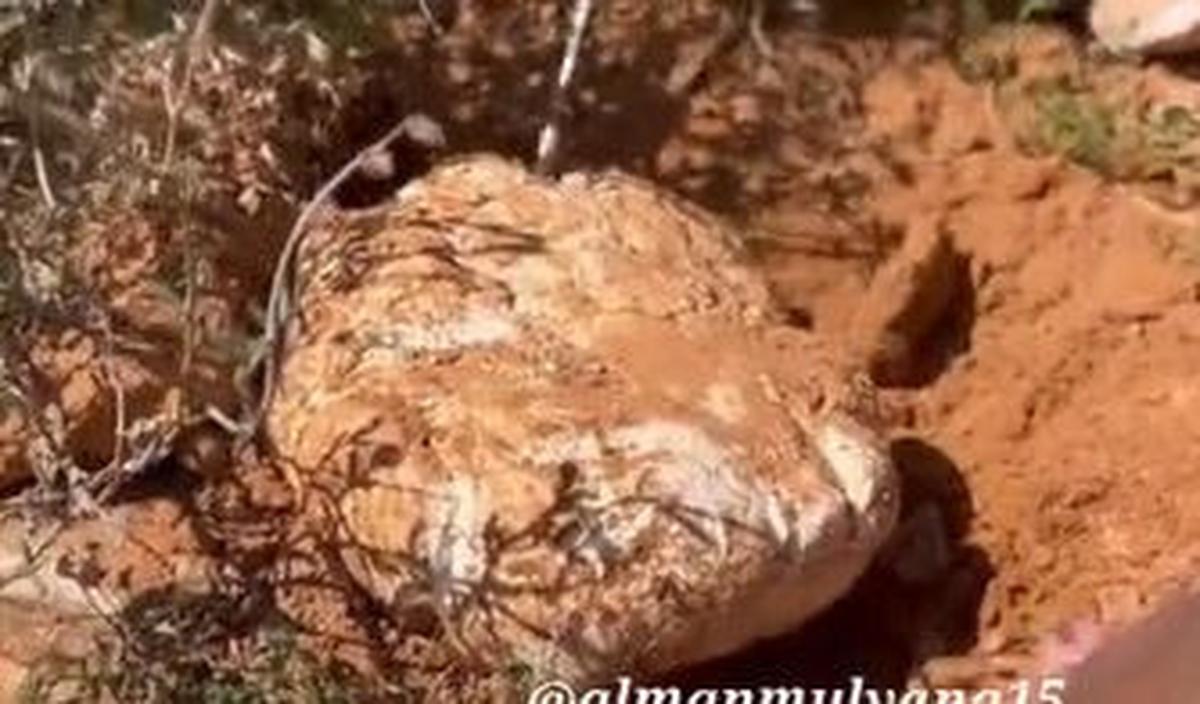 Berdasarkan informasi, Pega ini juga sering disebut sebagai Arabic Truffle Mushroom alias jamur truffle putih.