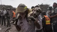 Seorang petugas menggendong anjing yang berhasil diselamatkan dari letusan gunung Feugo di desa San Miguel Los Lotes, Guatemala (5/6). Dua hari setelah letusan tim penyelamat mencari dan mengevakuasi korban letusan gunung Fuego. (AFP/Johan Ordonez)